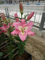 [4565 VH41 Albareto No01.JPG]